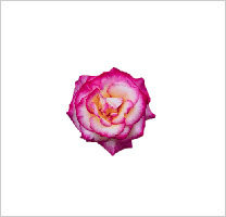 free-floral-clipart-10