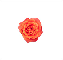 free-floral-clipart-111