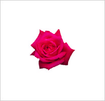 free-floral-clipart-12