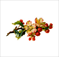 free-floral-clipart-4