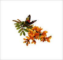 free-floral-clipart-5