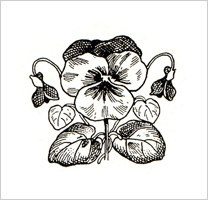 free-floral-clipart-7