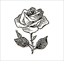 free-floral-clipart-8