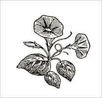 free-floral-clipart-9